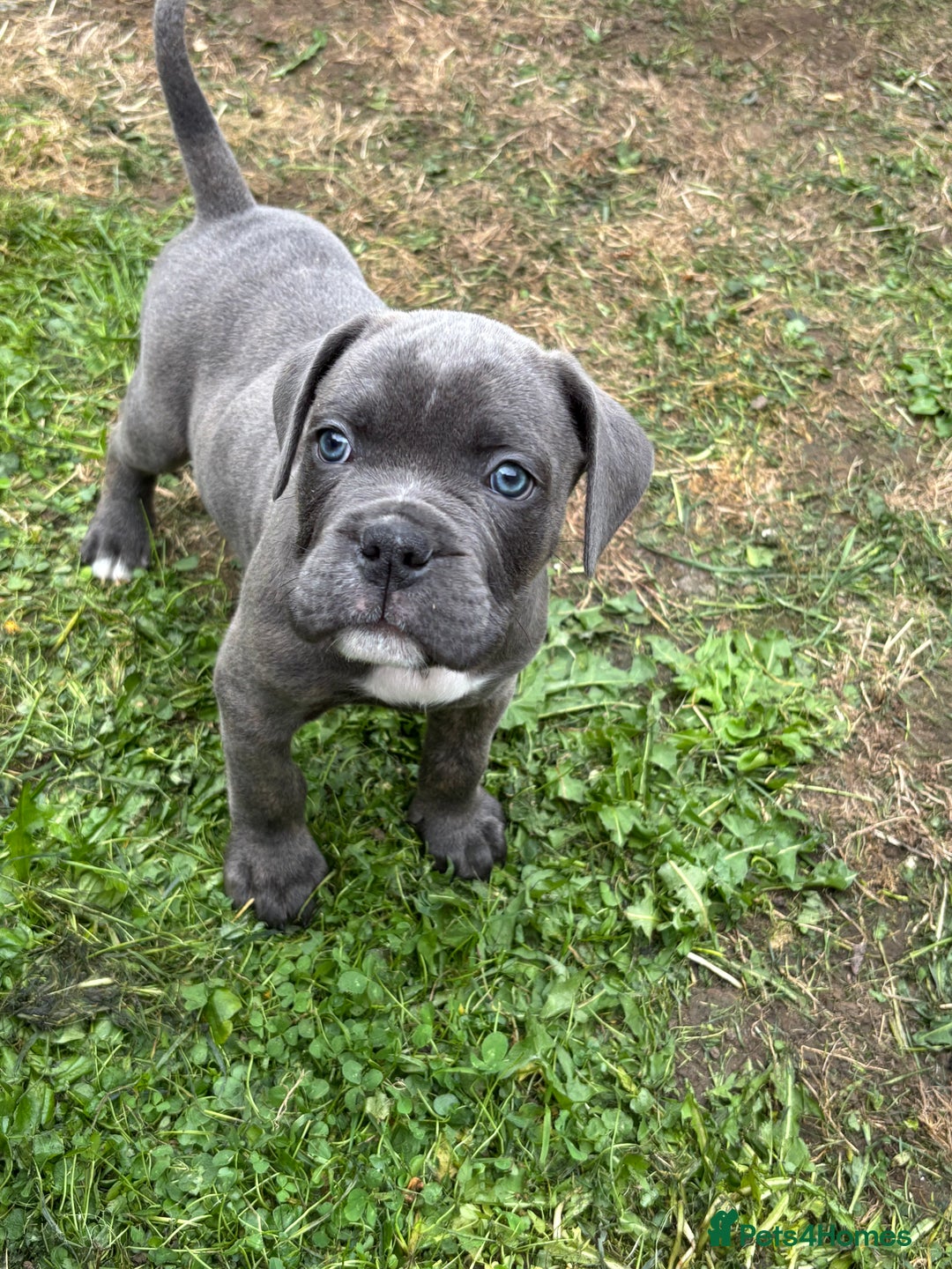 Mixed Breed dogs for sale: canó corso cross british bulldog stunning colours  - Image 31