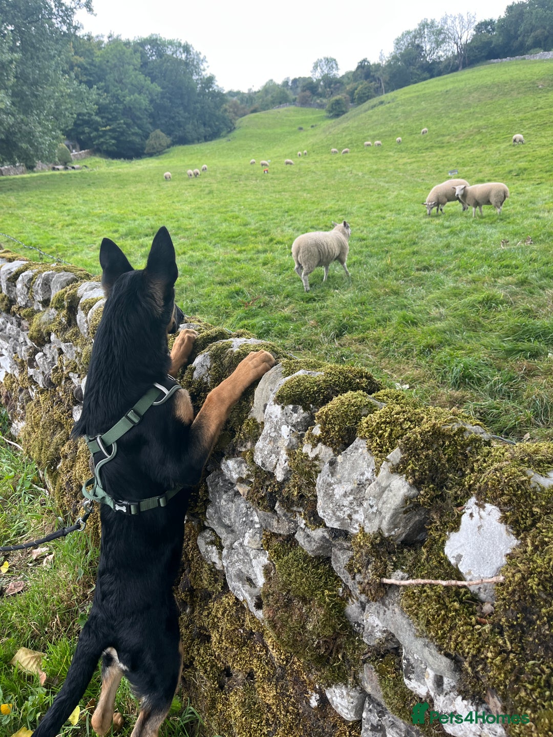 German Shepherd dogs for sale: German sherpard male puppy  - Advert 10