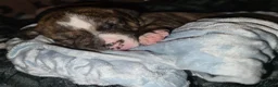 Mixed Breed dogs for sale: American bull staffy pups - Advert 13