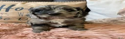 Cockapoo dogs for sale: F1bCockapoos 5 star  licenced premises  - Advert 4