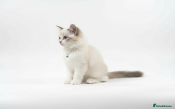Ragdoll cats for sale: GCCF Champion Line ragdolls kitten  - Advert 14
