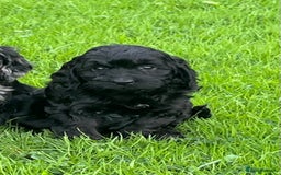 Cockapoo dogs for sale: Beautiful F1 Cockapoo puppies  - Image 16