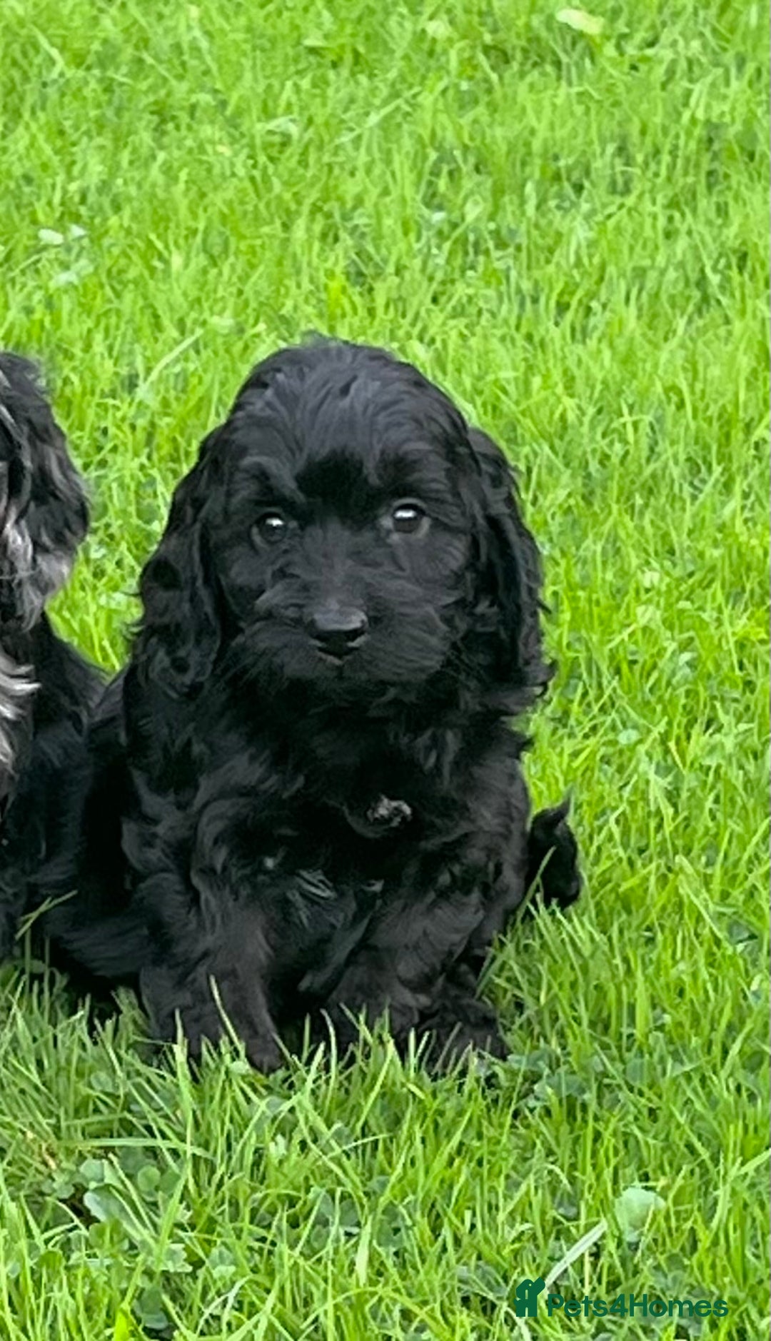 Cockapoo dogs for sale: Beautiful F1 Cockapoo puppies  - Image 16