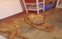 Dogue De Bordeaux dogs for sale: Marleys 17 months old - Image 2