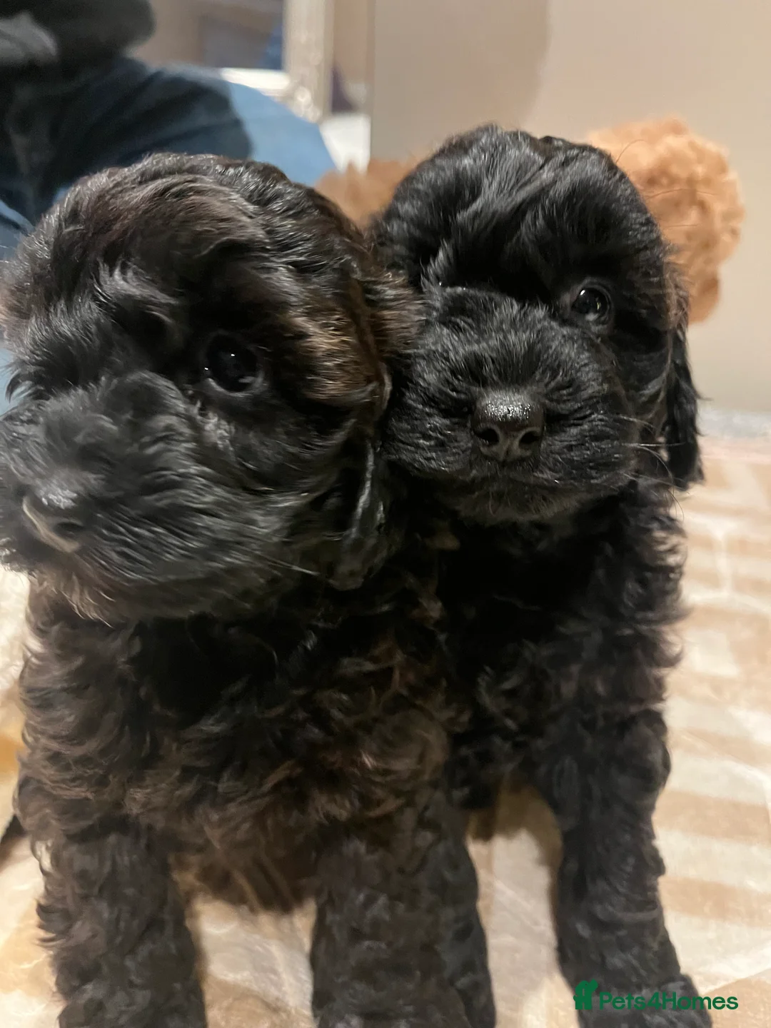 Shihpoo dogs for sale: 1 girl left shihpoo puppy fully vaccinated  - Advert 40