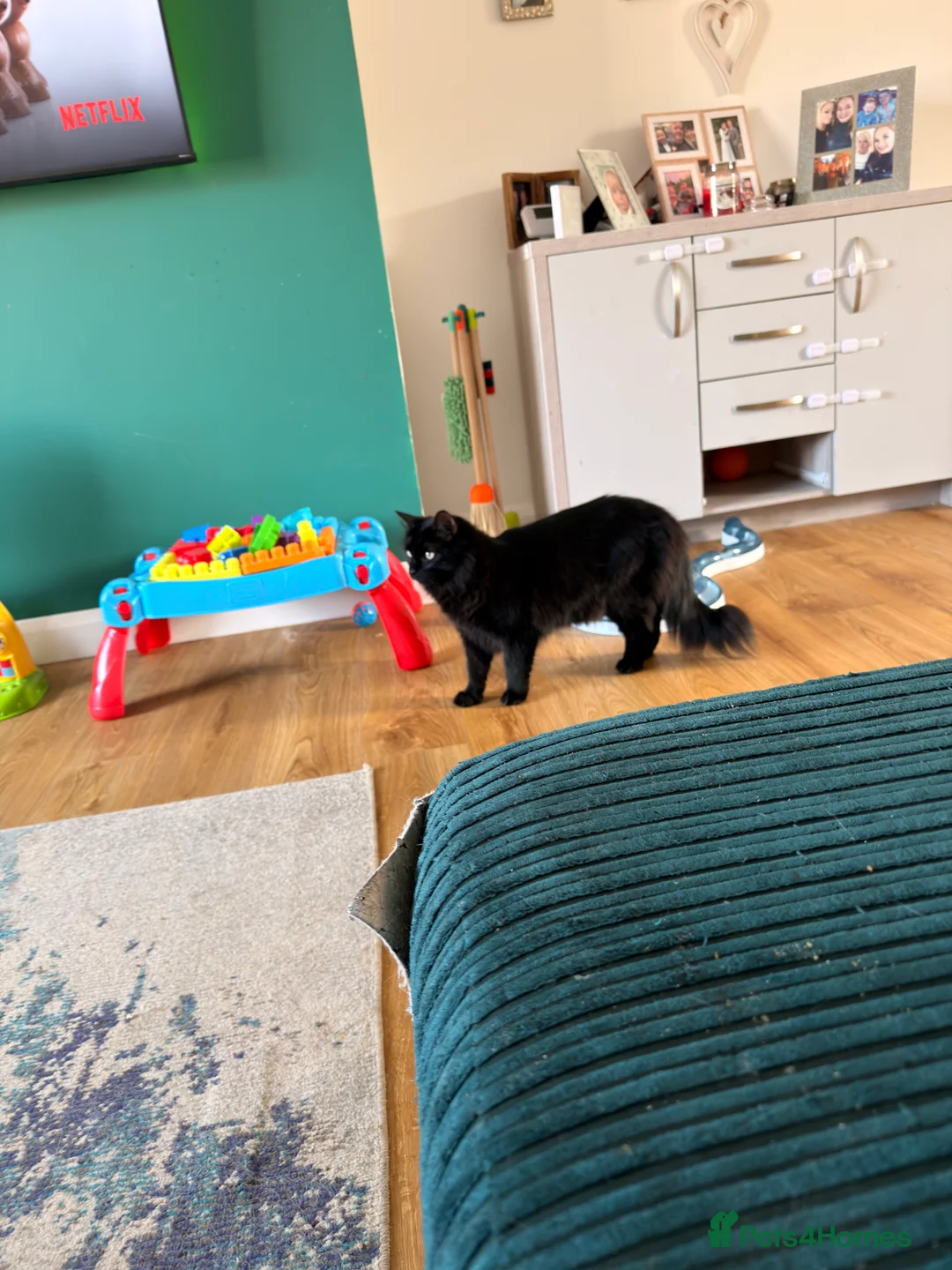 Ragcoon cats for sale: Beautiful majestic  male Ragdoll Maine coon cross  - Advert 3