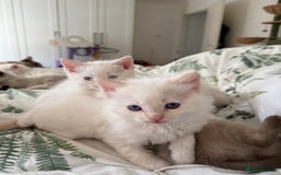 Ragdoll cats for sale: 8 ragdoll kittens, flame point, seal & blue point - Image 24
