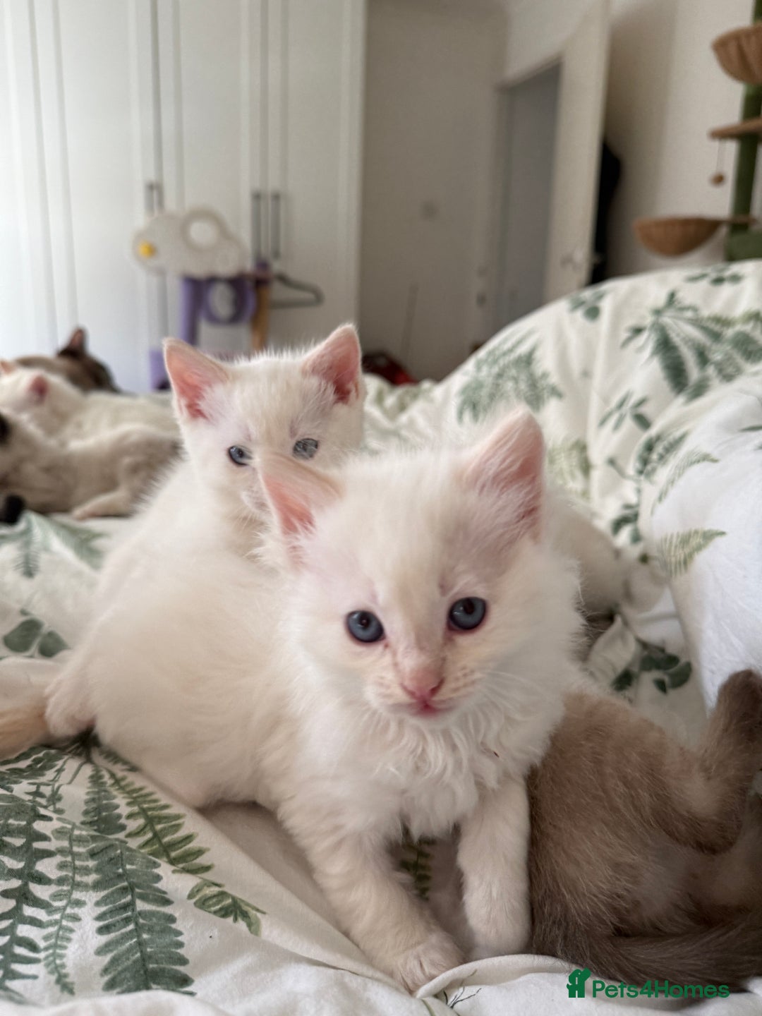 Ragdoll cats for sale: 8 ragdoll kittens, flame point, seal & blue point - Image 24