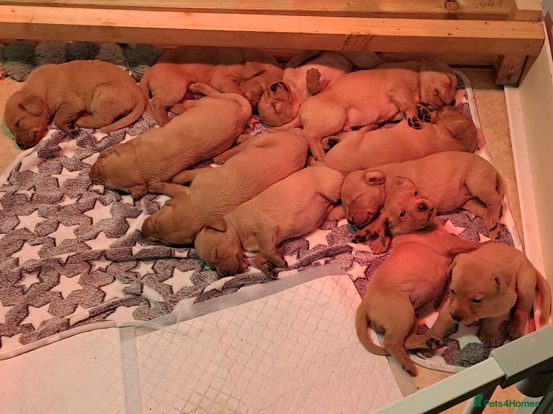 Labrador Retriever dogs for sale: Labrador puppies  - Advert 2