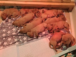 Labrador Retriever dogs - Advert 15