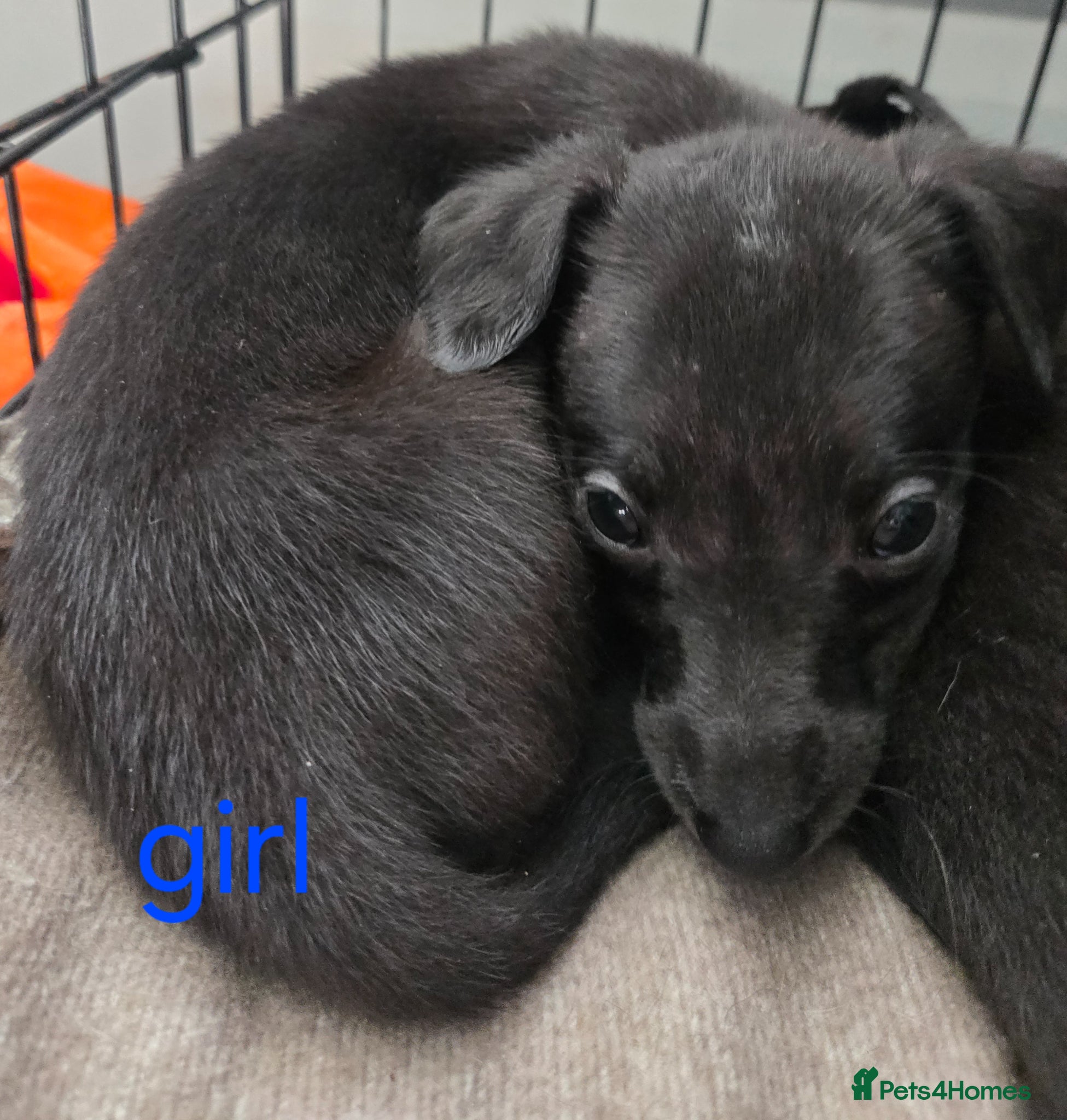 Whippet dogs Kc whippets for sale - Advert 2