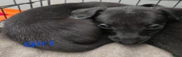 Whippet dogs for sale: Kc whippets for sale one black female left  - Advert 8