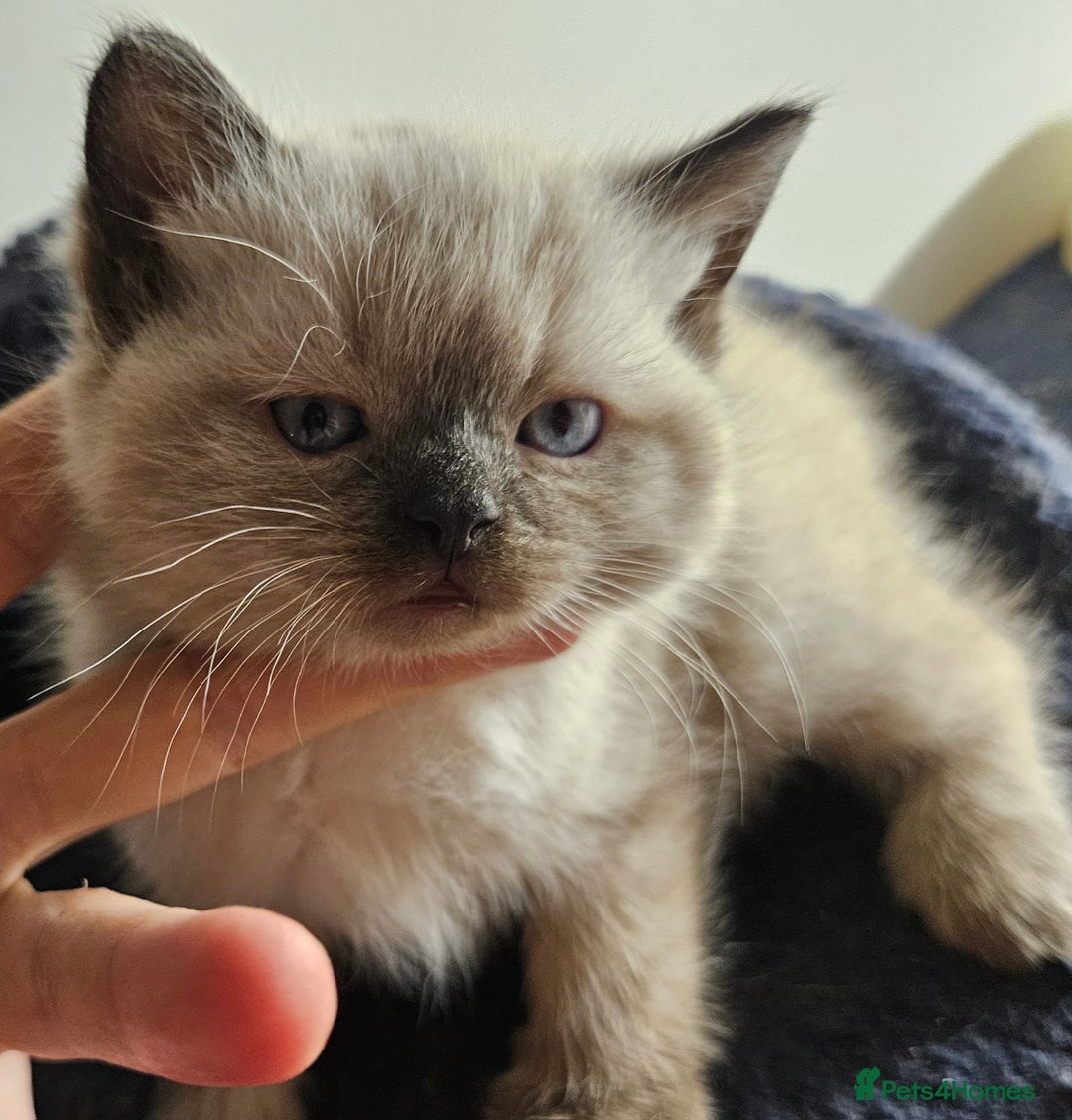 Mixed Breed cats for sale: Ragdoll X ShortHair - Advert 2