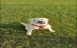 Labrador Retriever dogs for sale: Beautiful pedigree labrador puppies  - Image 5