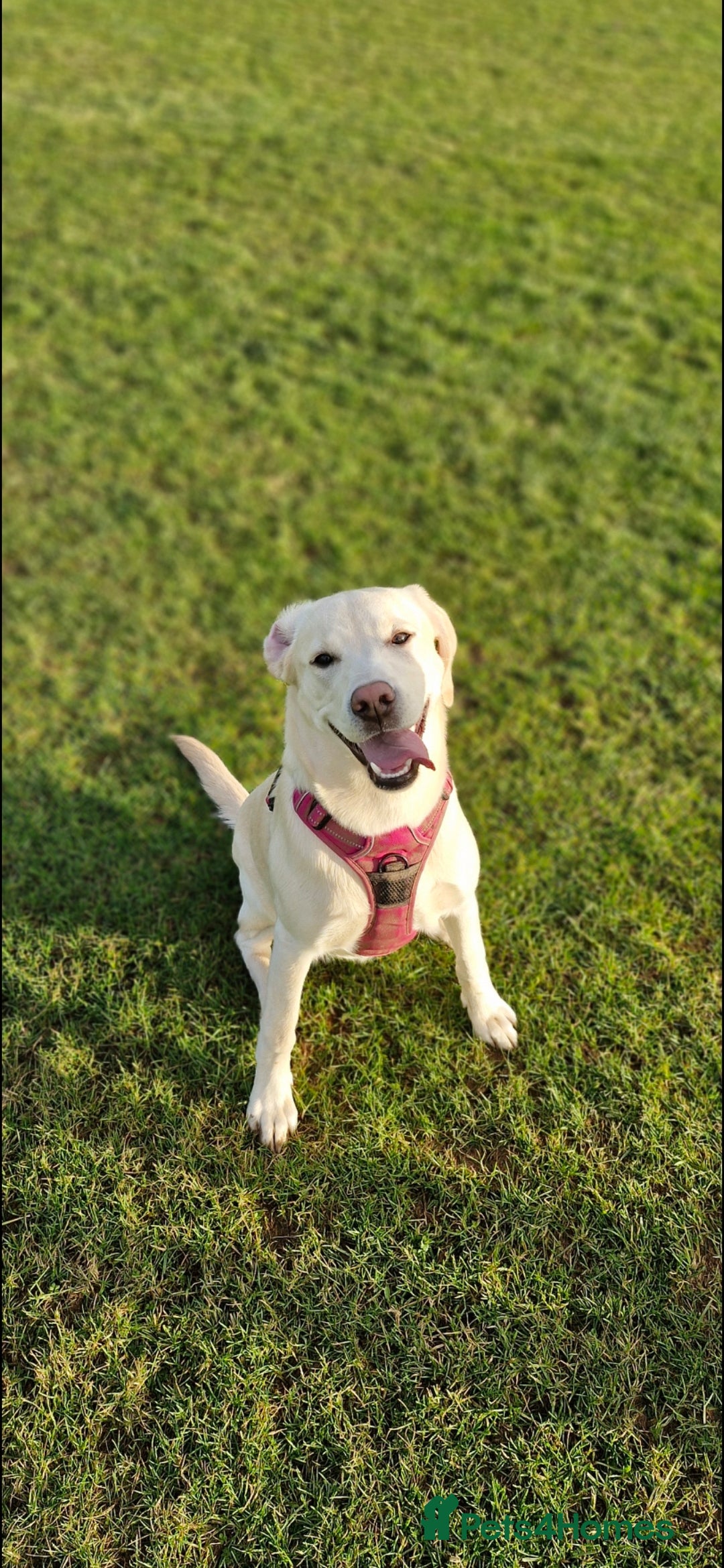Labrador Retriever dogs for sale: Beautiful pedigree labrador puppies  - Image 5