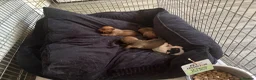 Mixed Breed dogs for sale: Jack Russell Cross French bulldog puppies for sale in Deal - Advert 12