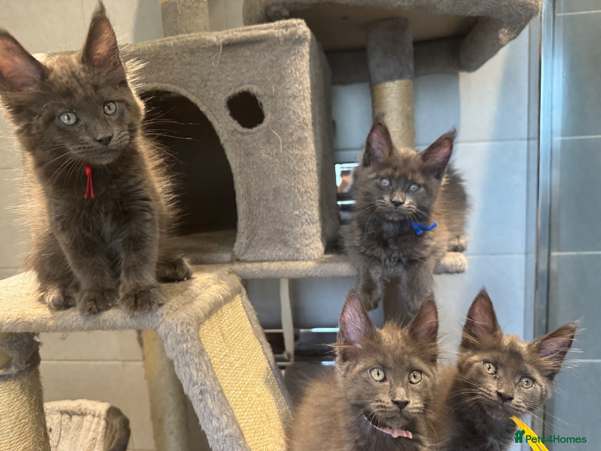 Maine Coon cats Stunning TICA GCCF Russian Blue Maine Coons - Advert 2