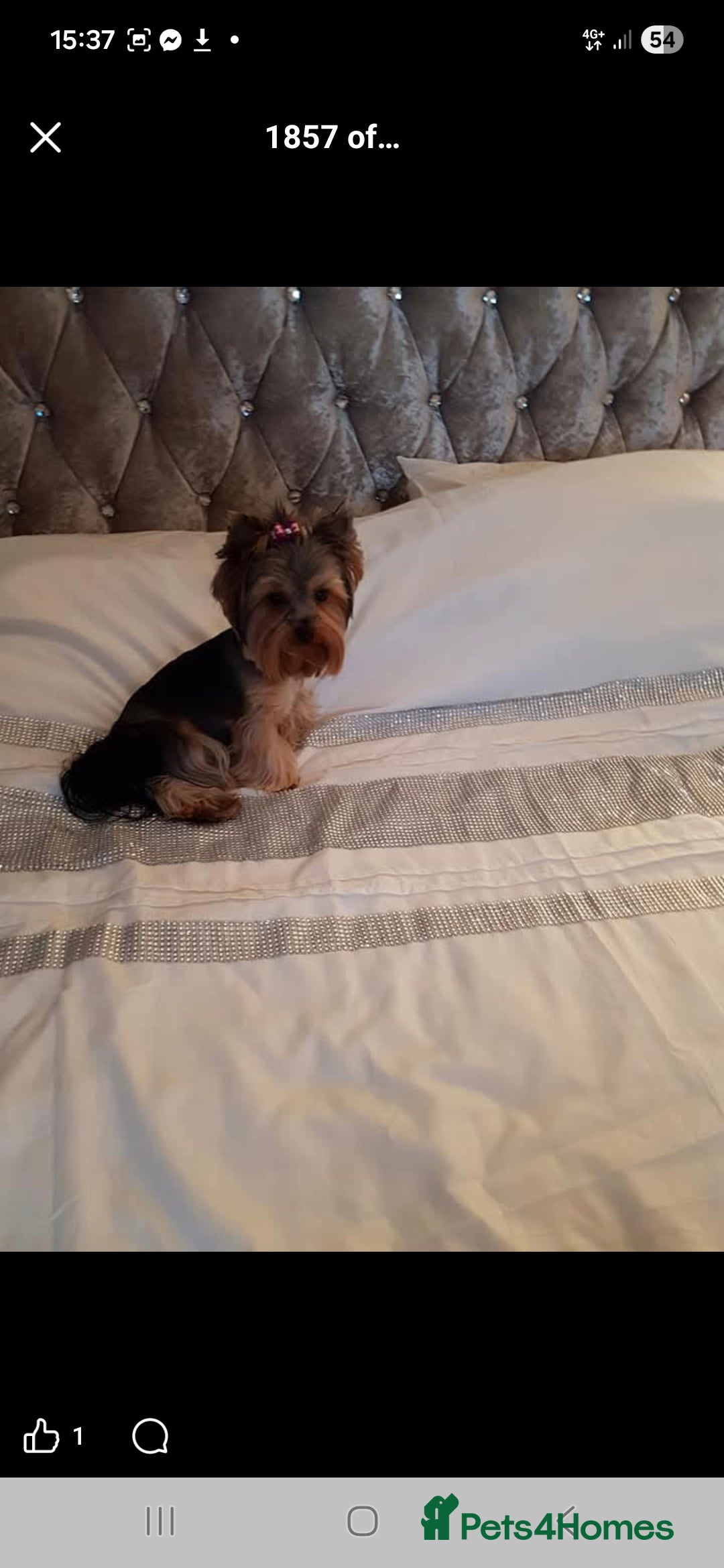 Yorkshire Terrier dogs for sale: Yorkshire terrier - Advert 5