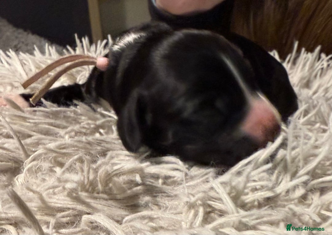 Sprocker dogs for sale: Sprocker puppies  - Advert 11