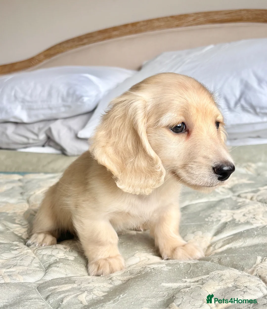 Miniature Dachshund dogs for sale: 🐶 Cream KC Miniature Long haired Dachshund  🐶  - Advert 1