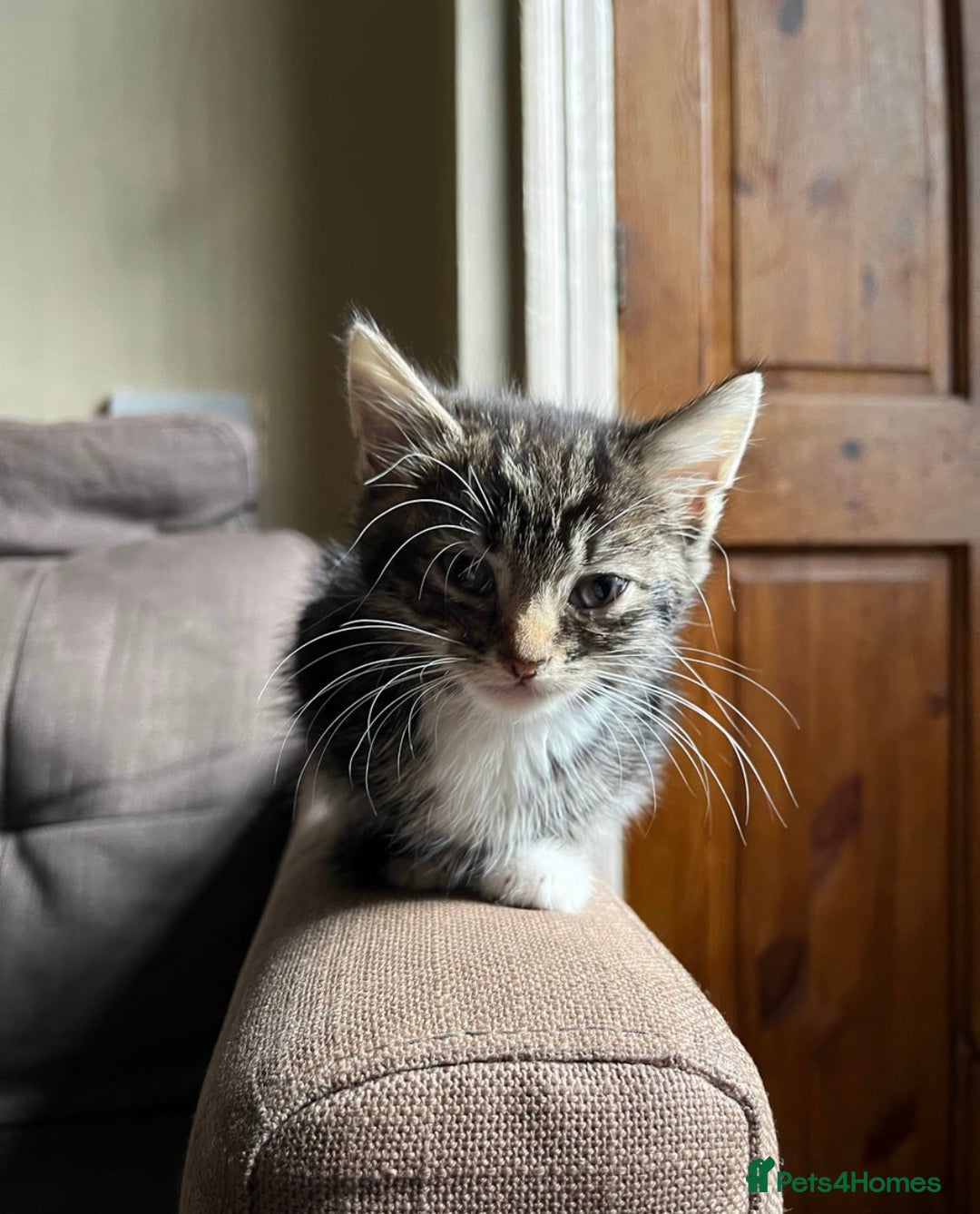 Domestic Shorthair cats for sale: Beautiful kittens for sale £50 each - Image 6