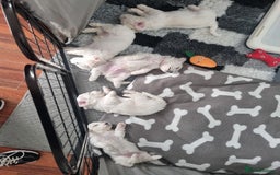 Bichon Frise dogs for sale: Beautiful Bichon Frise pups Ready 16th-24th Dec - Advert 11