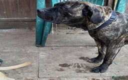 Mixed Breed dogs for sale: URGENT SELL - Mixed Cane Corso & Staffordshire  - Image 1