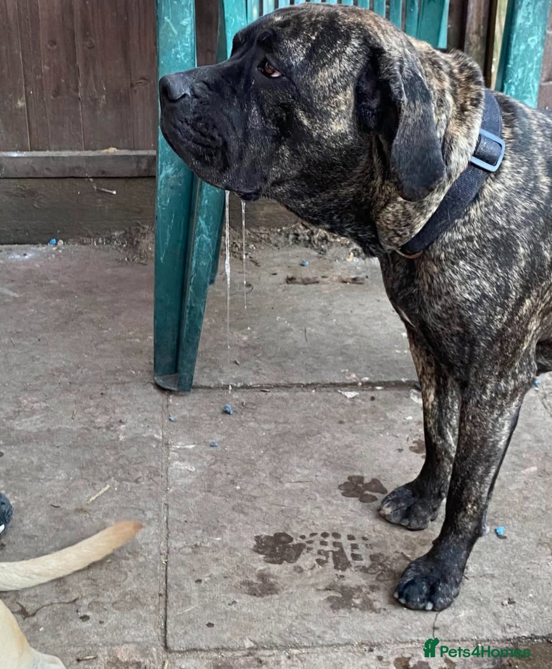 Mixed Breed dogs for sale: URGENT SELL - Mixed Cane Corso & Staffordshire  - Image 1