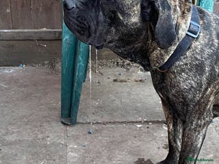 Mixed Breed dogs URGENT SELL - Mixed Cane Corso - Advert 21