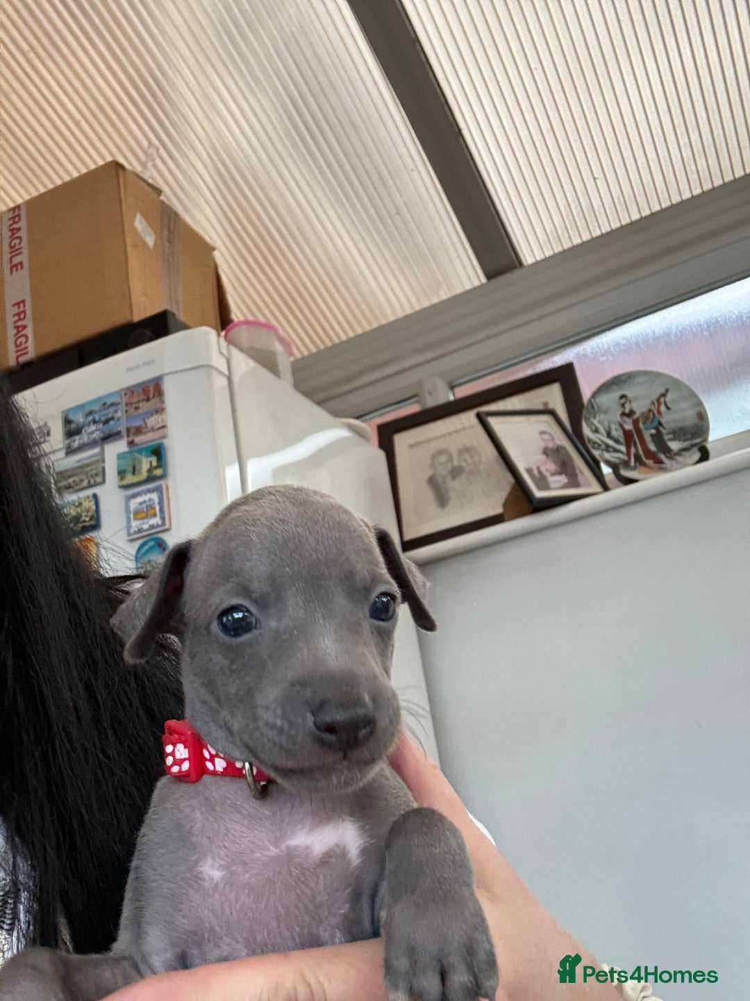 Italian Greyhound dogs for sale: Beautiful Italian Greyhound puppies - Image 5