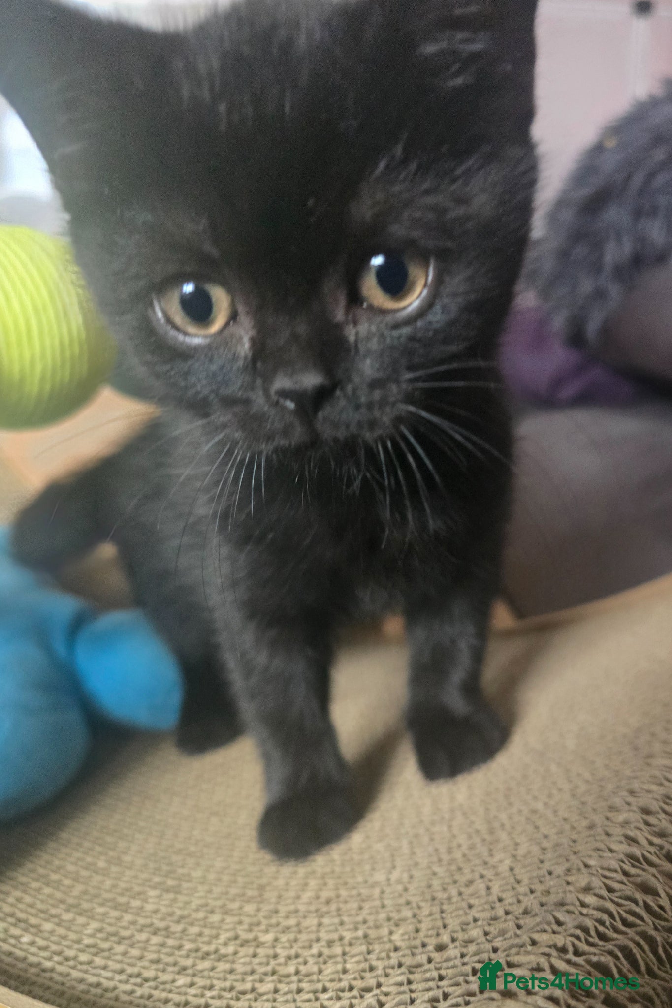 British Shorthair cats Beautiful kittens looking forever home 🏡 😍  - Advert 14