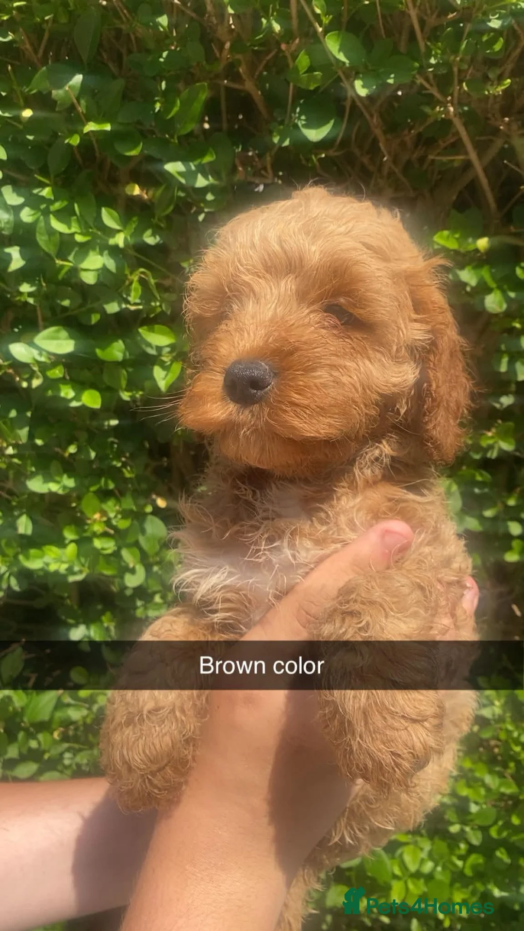 Cockapoo dogs for sale: Gorgeous toy cockapoos  in Nottingham - Advert 1