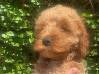 Cockapoo dogs Gorgeous toy cockapoos - Advert 1