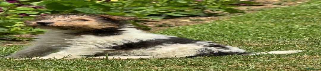Fox Terrier Puppy 1