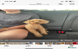 Toy Poodle dogs for sale: Pedigree tiny toy poodles  - Image 6