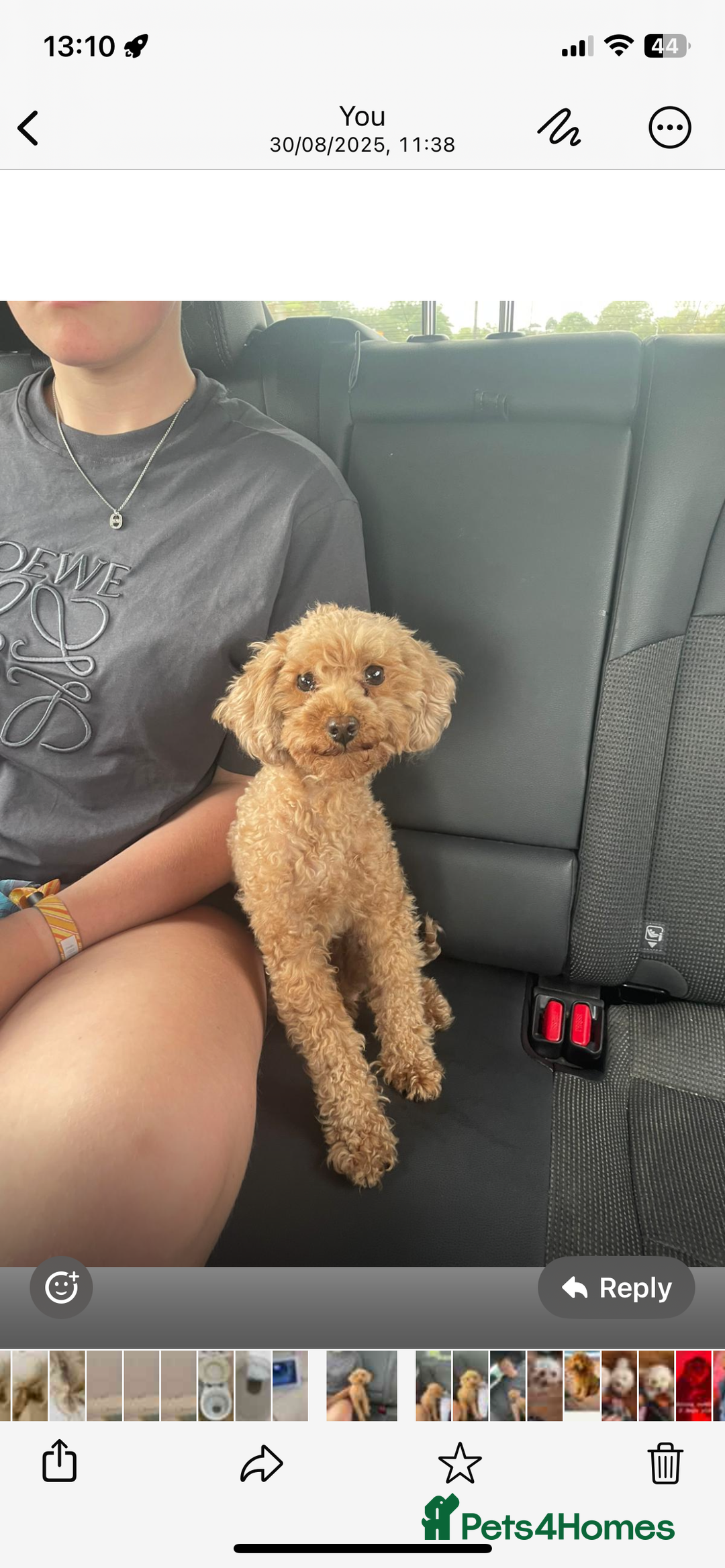 Toy Poodle dogs for sale: Pedigree tiny toy poodles  - Image 6
