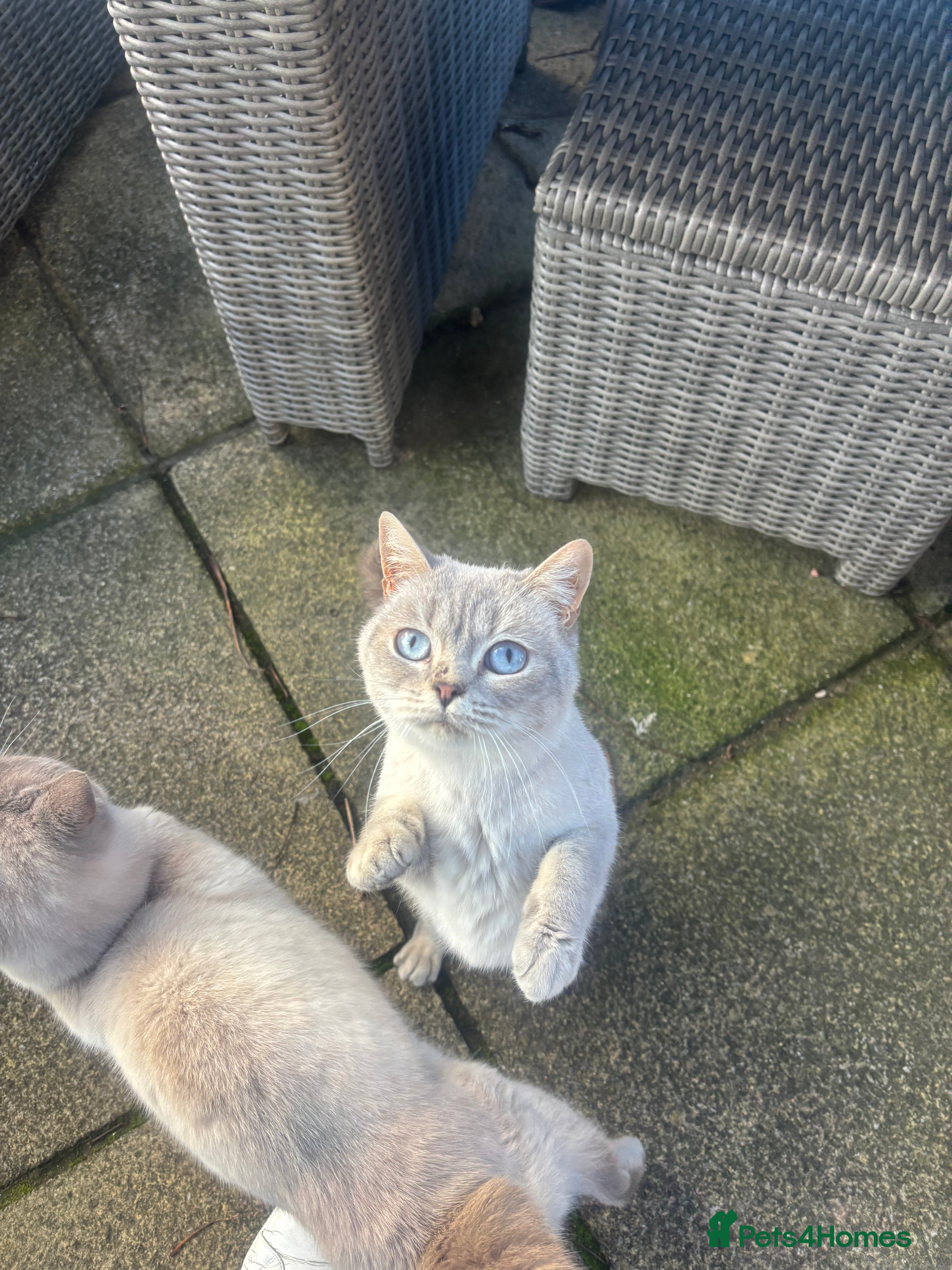 British Shorthair cats Liliana 🩷 GCCF Active  - Advert 16