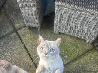 British Shorthair cats Liliana 🩷 GCCF Active - Advert 1