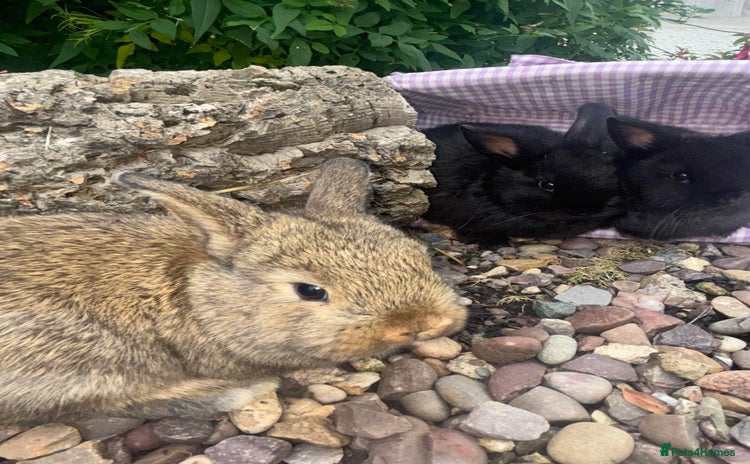Mini Lop rabbits - Advert 6