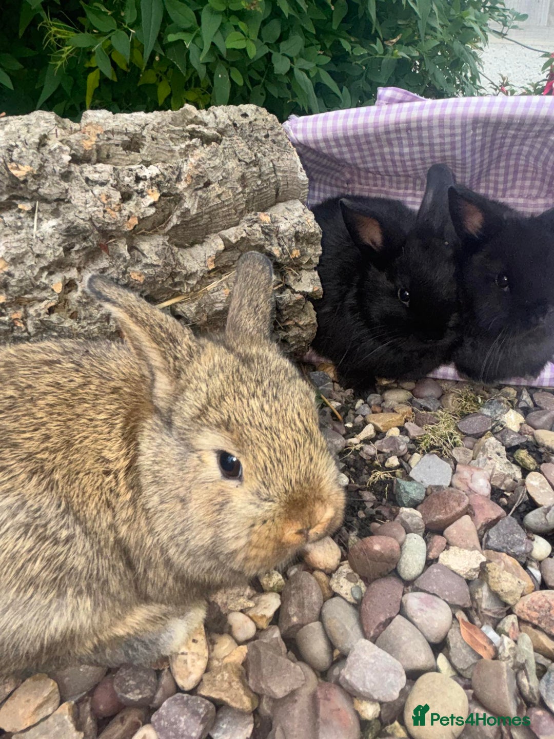 Mini Lop rabbits for sale: 5 beautiful mini lop x netherland dwarf babies - Image 1