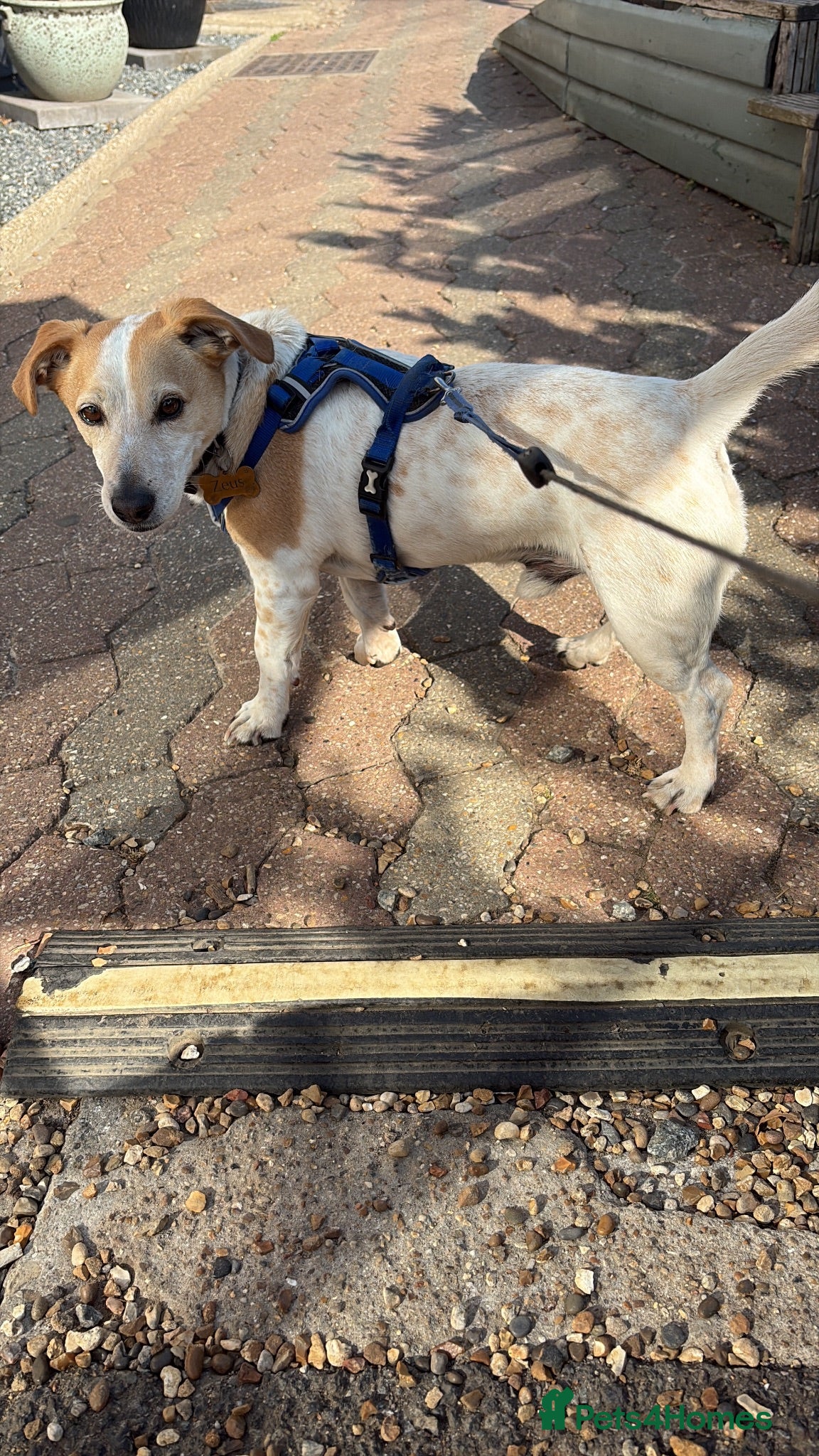 Mixed Breed dogs For adoption - 6 year old jack x beagle  - Advert 1