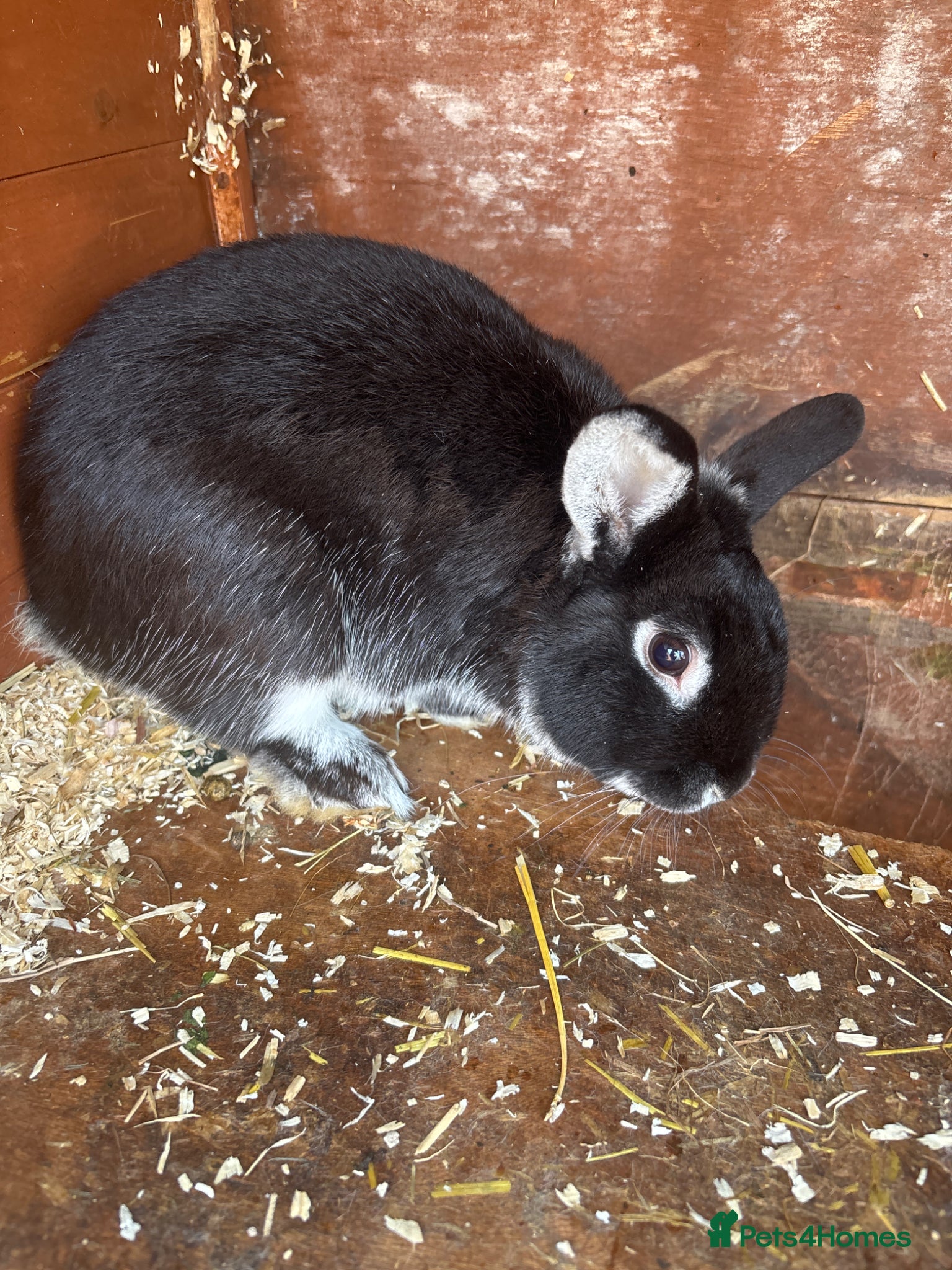 French Lop rabbits Two male rabbits  - Advert 4