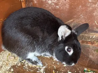 French Lop rabbits Two male rabbits - Advert 3