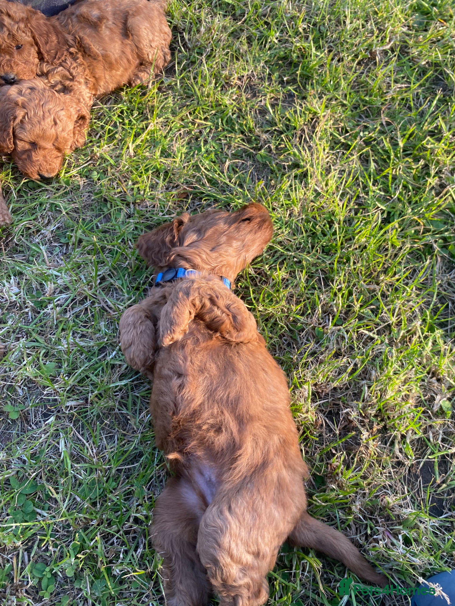 Cockapoo dogs Fox Red Cockapoo Puppies - Advert 2