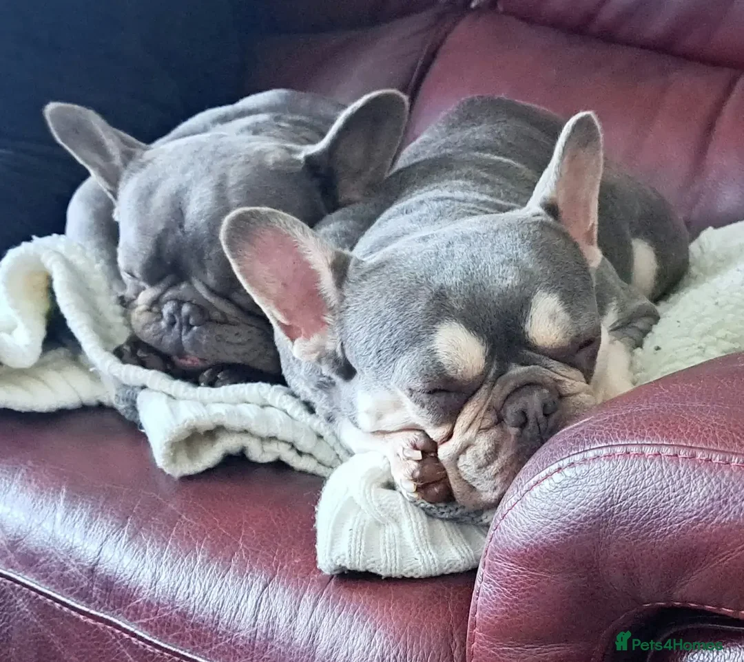 French Bulldog dogs for sale: Two bonded French Bulldogs  - Advert 4