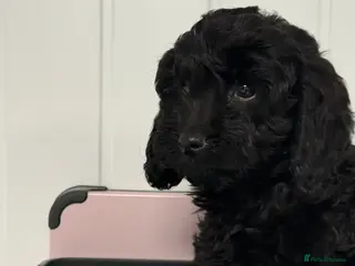 Cavapoo dogs Cavapoo puppies - Advert 5