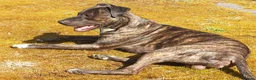 Mixed Breed dogs for stud: Aluant mastiff in Inverness - Advert 6