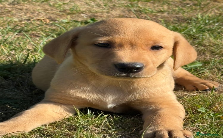 Labrador Retriever dogs - Advert 2