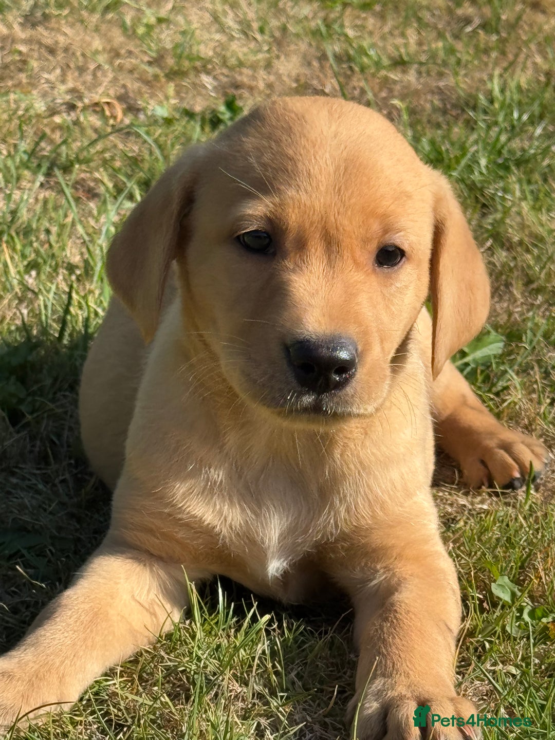 Labrador Retriever dogs for sale: Lovely KC Registered Labrador Puppies - Image 1