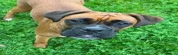 Boxer dogs for sale: 9 Beautiful Boxer Puppies - Advert 10